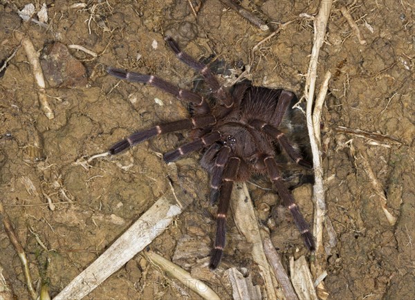 Bird spider species (Ornithoctoninae sp. borneo)