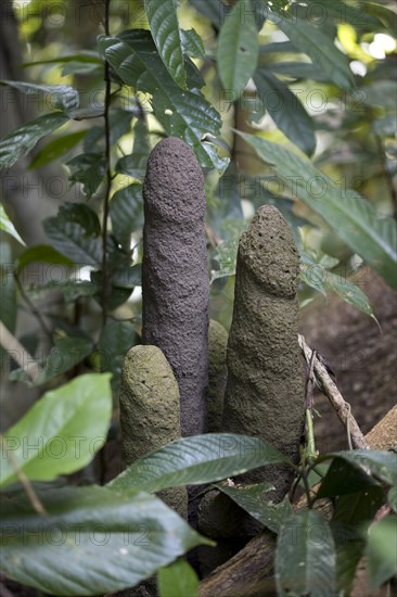 Termite building in the rainforest