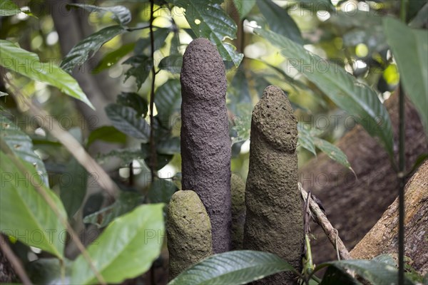 Termite building in the rainforest