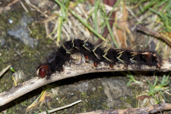 Eggar (Lasiocampidae sp.)