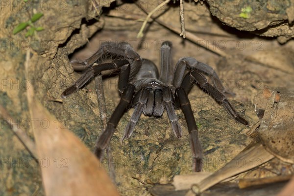 Bird spider Borneo Black (Lampropelma sp.) sits in front of cave