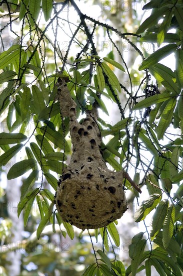 Hornets (Vespa tropica)