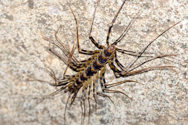 Long-legged centipede (Thereuopoda longicornis)