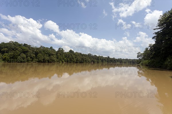 KInabatangan river flows through jungle