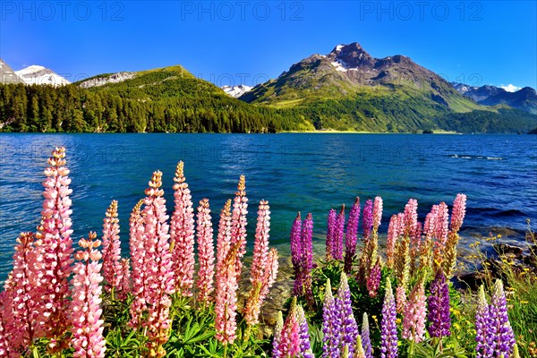 Blooming lupines (Lupinus) at Lake Sils with Piz da la Margna