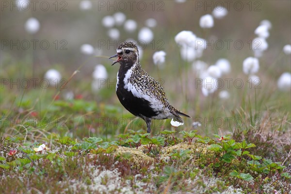 Golden plover (Pluvialis apricaria) in tundra