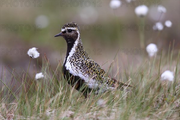 Golden plover (Pluvialis apricaria) in tundra