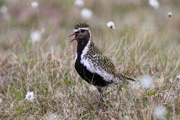 Golden plover (Pluvialis apricaria) in tundra