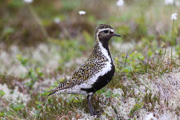 Golden plover (Pluvialis apricaria) in tundra