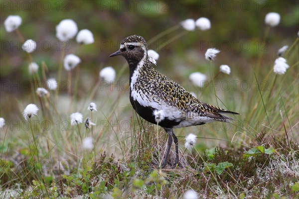 Golden plover (Pluvialis apricaria) in tundra