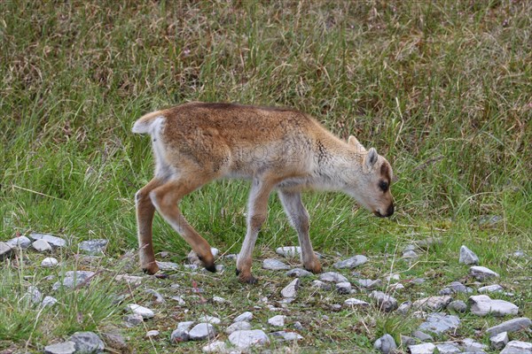 Reindeer (Rangifer tarandus) calf in tundra