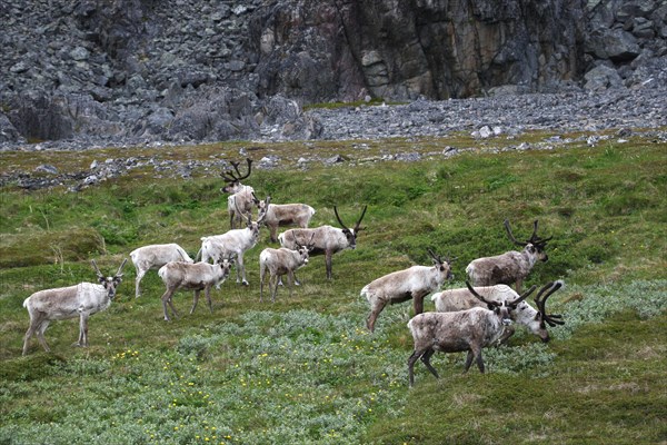 Reindeer (Rangifer tarandus) herd in tundra