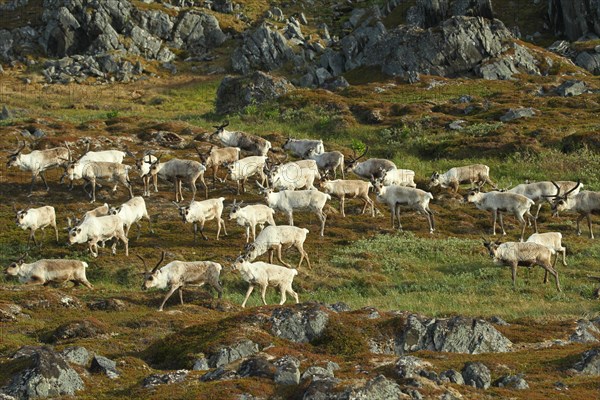 Reindeer (Rangifer tarandus) herd moving through tundra