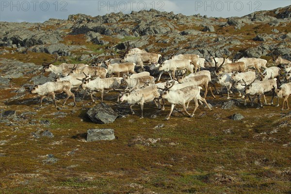 Reindeer (Rangifer tarandus) herd moving through tundra