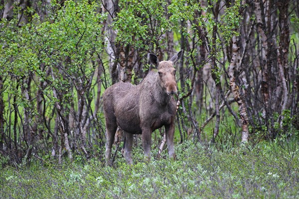 Elk (Alces alces)