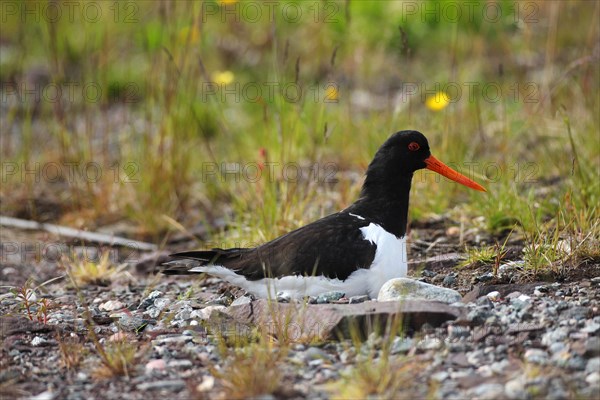 Eurasian oystercatcher