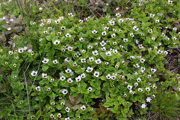 Dwarf cornel (Cornus suecica)