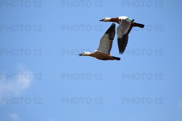 Ruddy shelducks (Tadorna ferruginea) flying in front of blue sky