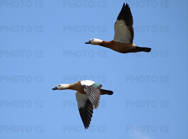 Ruddy shelducks (Tadorna ferruginea) flying in front of blue sky