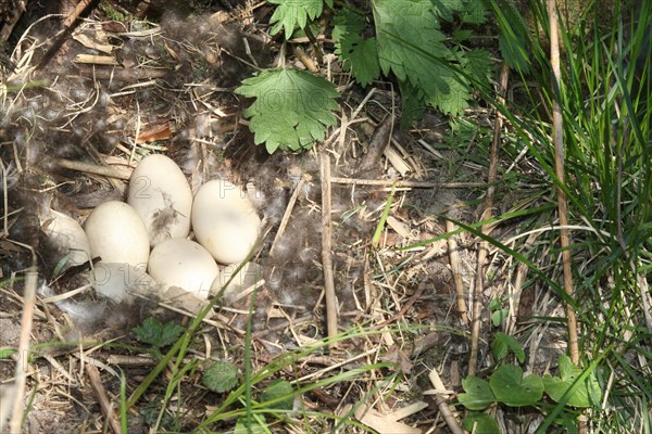 Nest and clutch of Mallard (Anas platyrhynchos) Allgau