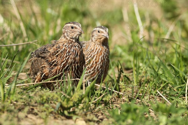 Common quails (Coturnix coturnix) Cock and hen in the field