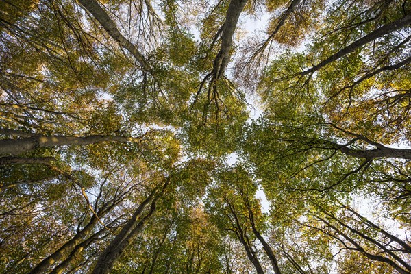 Beech (fagus) with coloured leaves in autumn