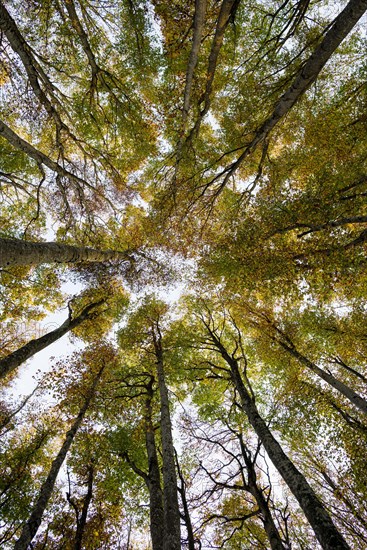 Beech (fagus) with coloured leaves in autumn