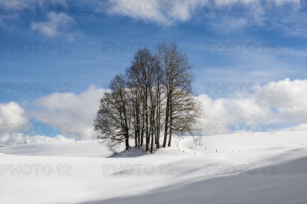 Group of trees in snowy landscape with cloudy sky