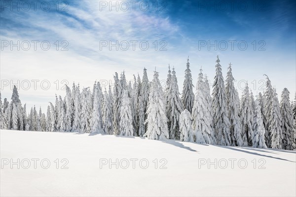 Snow-covered spruces in sunshine