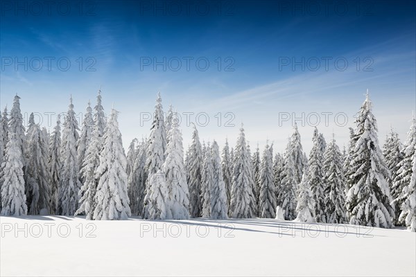 Snow-covered spruces in sunshine