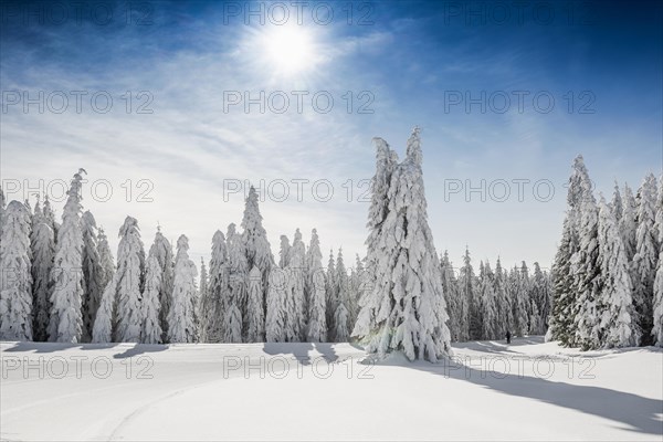 Snow-covered spruces in sunshine