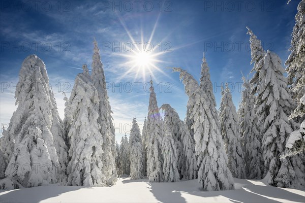 Snow-covered spruces in sunshine