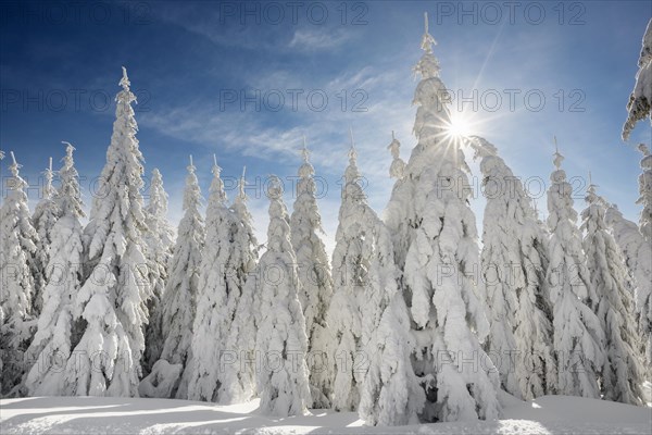 Snow-covered spruces in sunshine