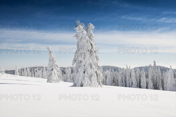 Snow-covered Spruces (Picea) in winter