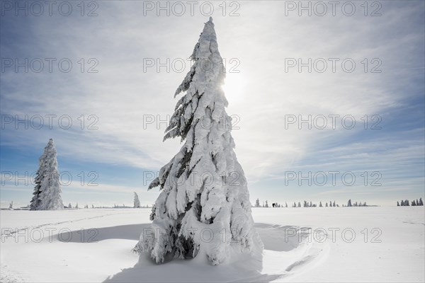 Snow-covered Spruces (Picea) in winter