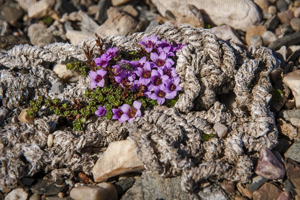 Purple mountain saxifrage (Saxifraga oppositifolia)