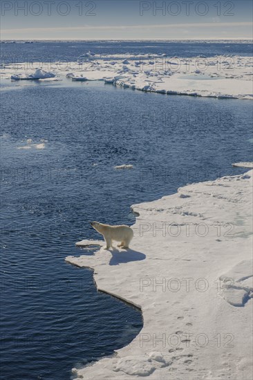 Polar bear (Ursus maritimus)