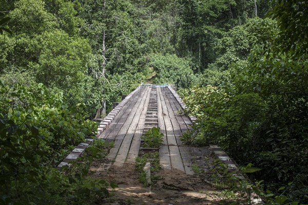 Bridge in Campo Ma'an National Park