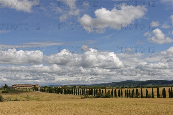 Avenue with cypresses