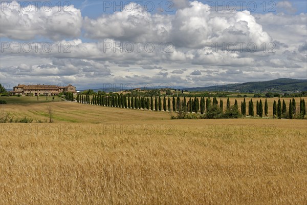 Avenue with cypresses