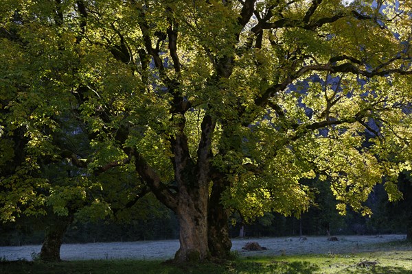 Old sycamore (Acer pseudoplatanus) tree in autumn