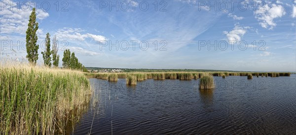 Reeds at Lake Neusiedl