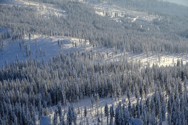 Snow-covered spruces