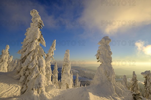 Snow-covered spruces in winter