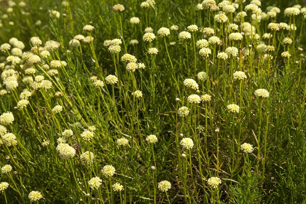 Green santolina (Santolina viridis)