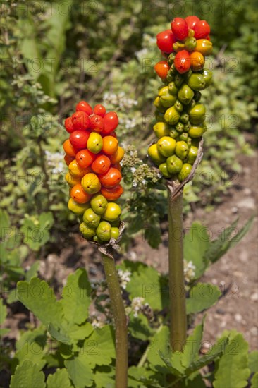 Italian Arum or Italian lords-and-ladies (Arum italicum)