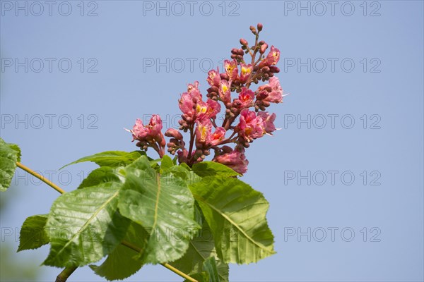 Red-flowered Horse Chestnut (Aesculus carnea)