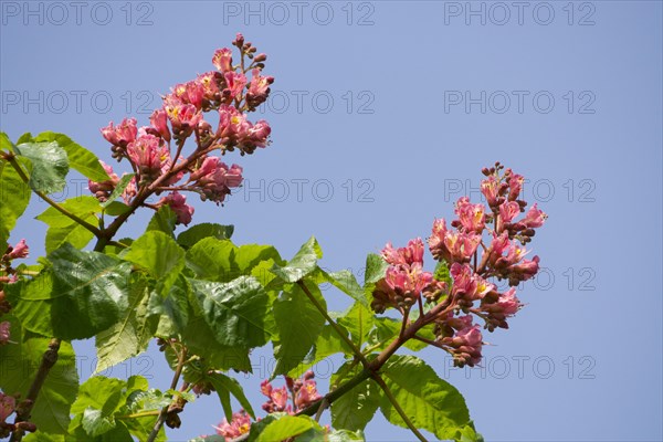 Red-flowered Horse Chestnut (Aesculus carnea)