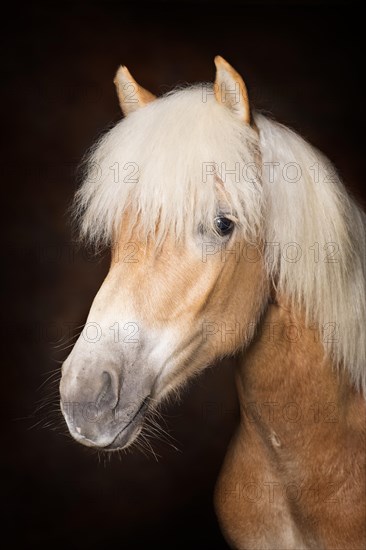 Portrait of a Haflinger mare