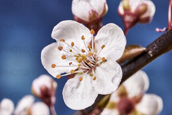 Flower of a purple-leaf plum (Prunus cerasifera)